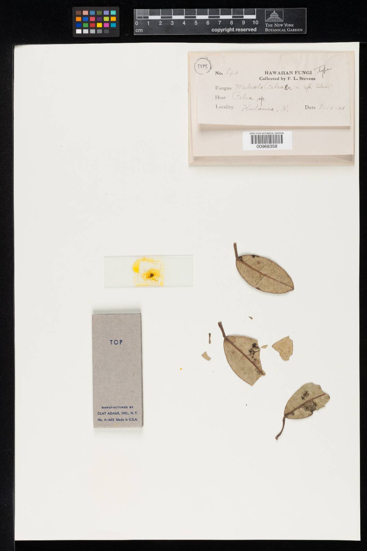 Meliola peleae image