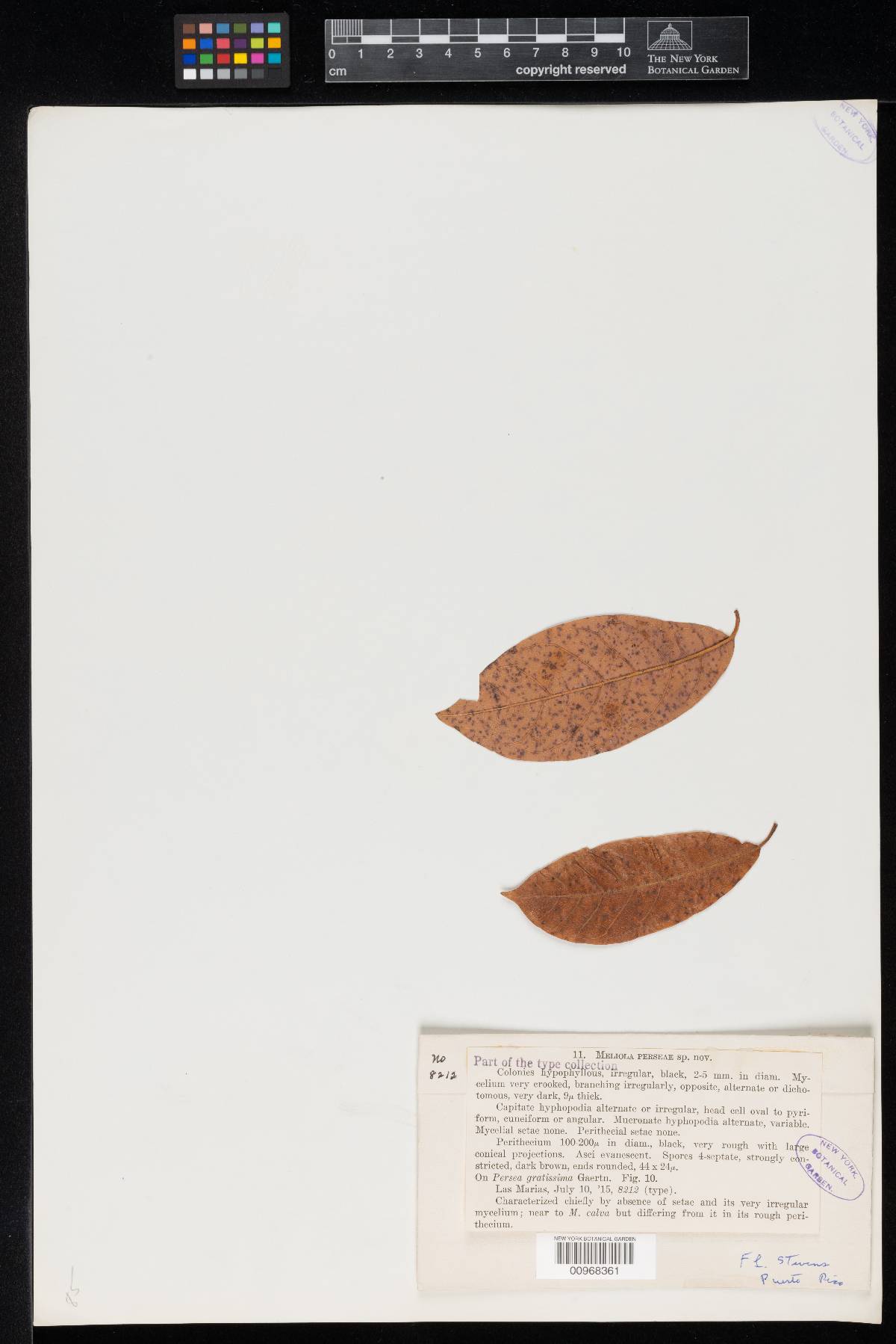 Meliola perseae image