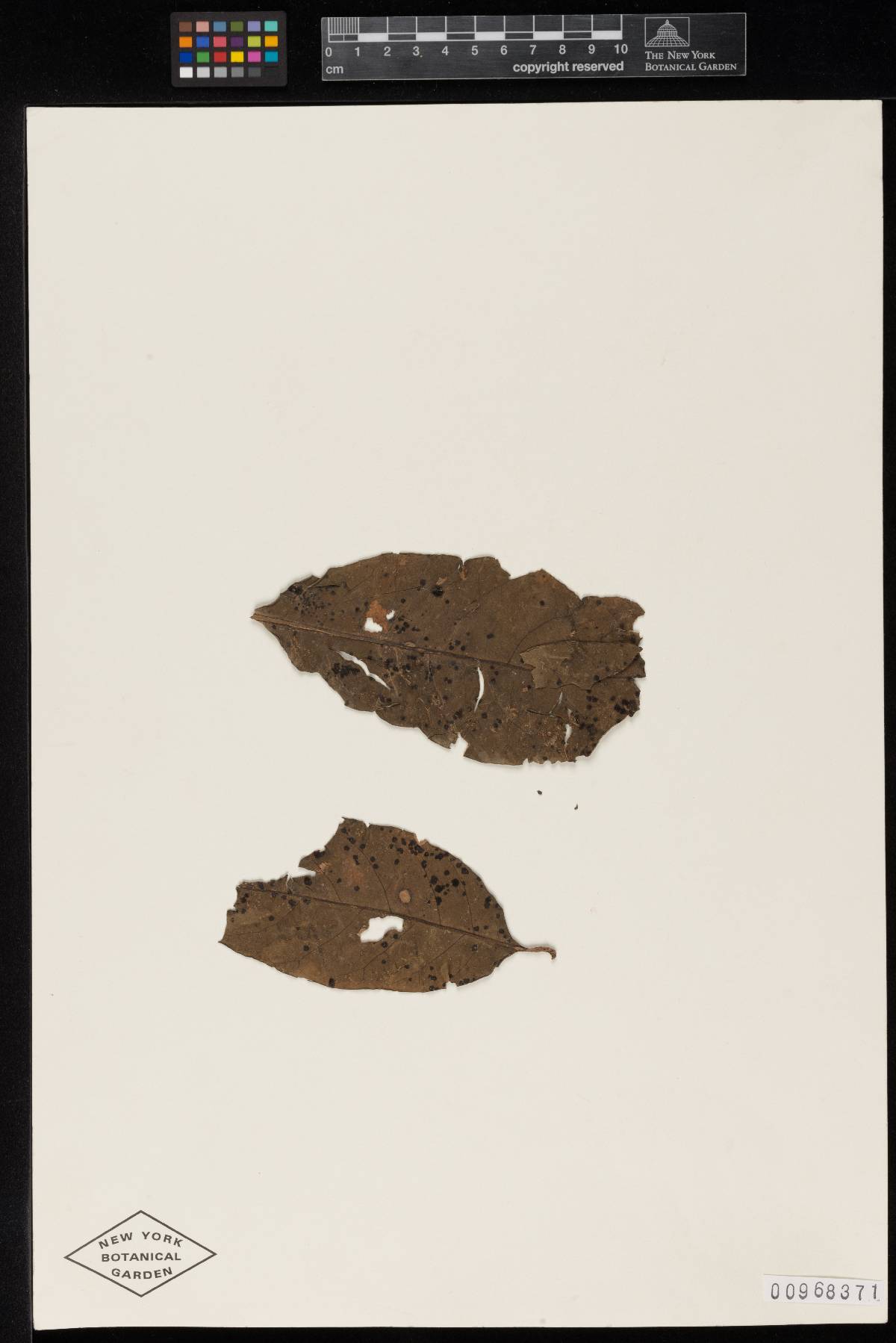Meliola pisoniae image