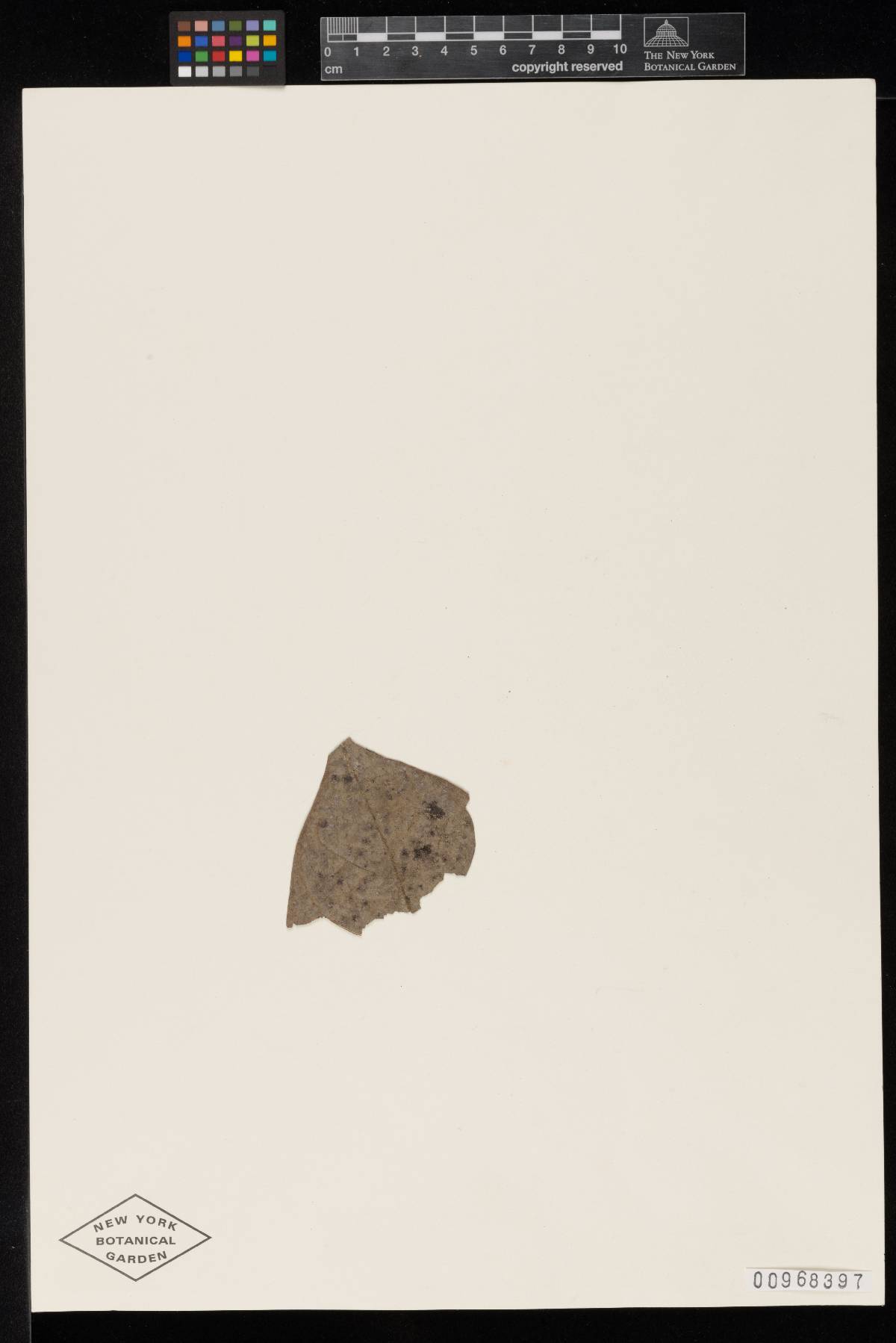 Meliola rudolphiae image
