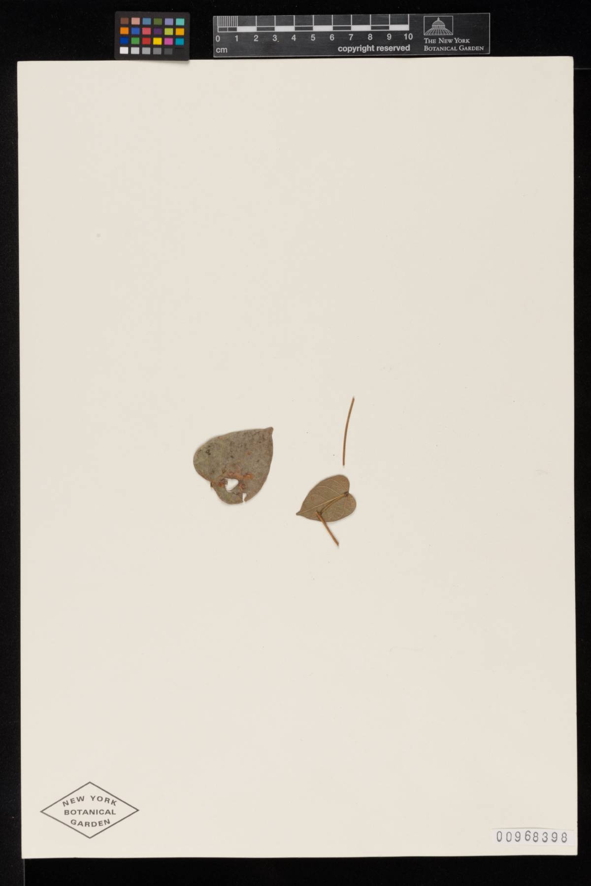 Meliola rudolphiae image