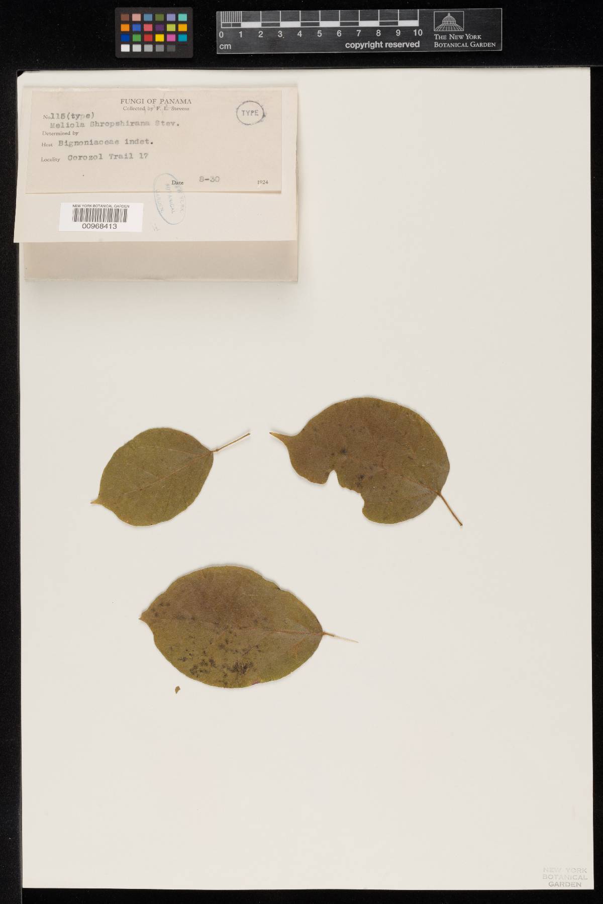 Meliola shropshiriana image