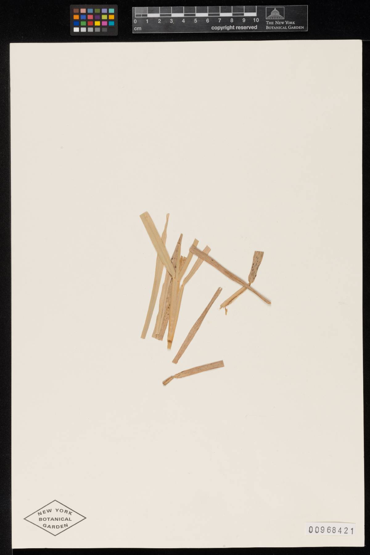 Meliola stenotaphri image