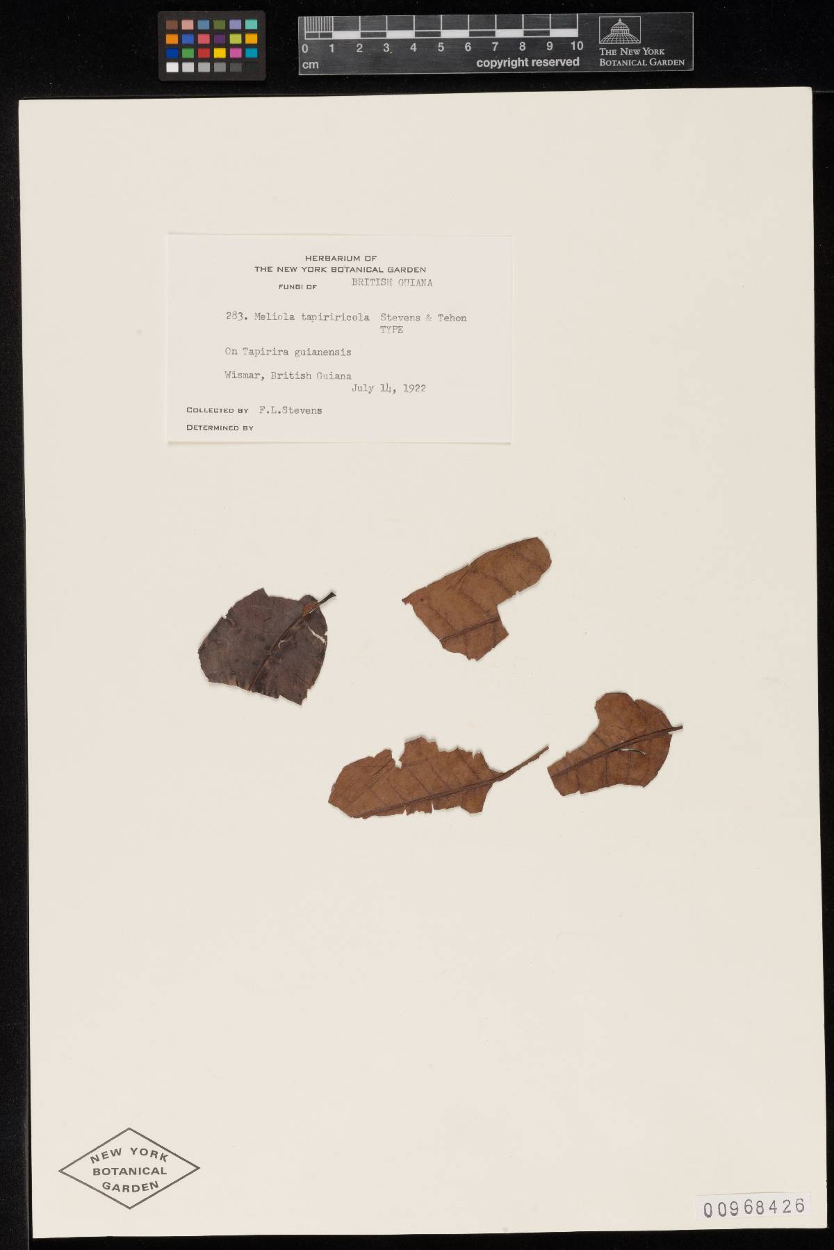 Meliola tapiriricola image