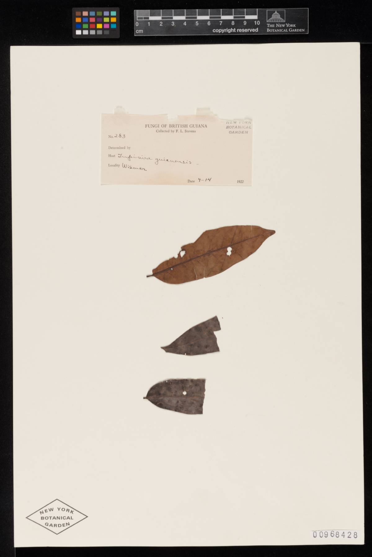 Meliola tapiriricola image