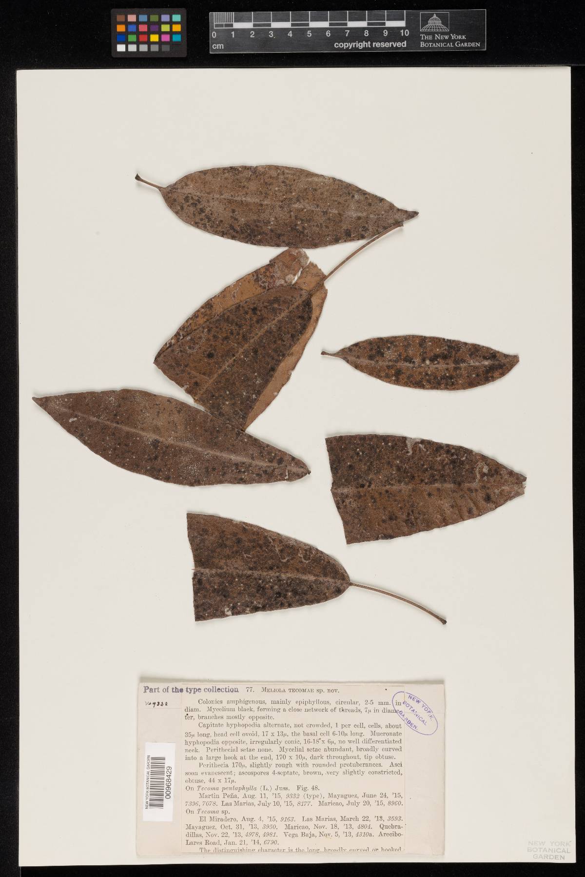 Meliola tecomae image