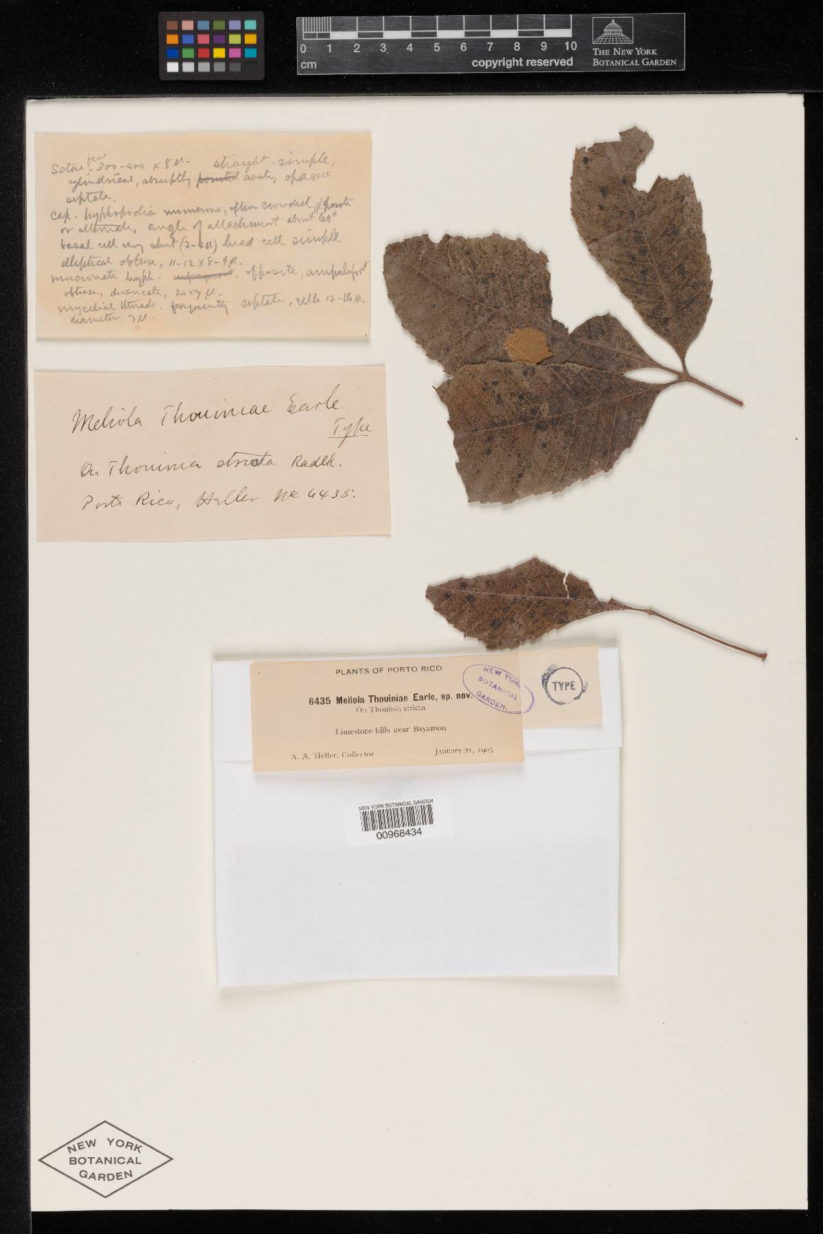 Meliola thouiniae image