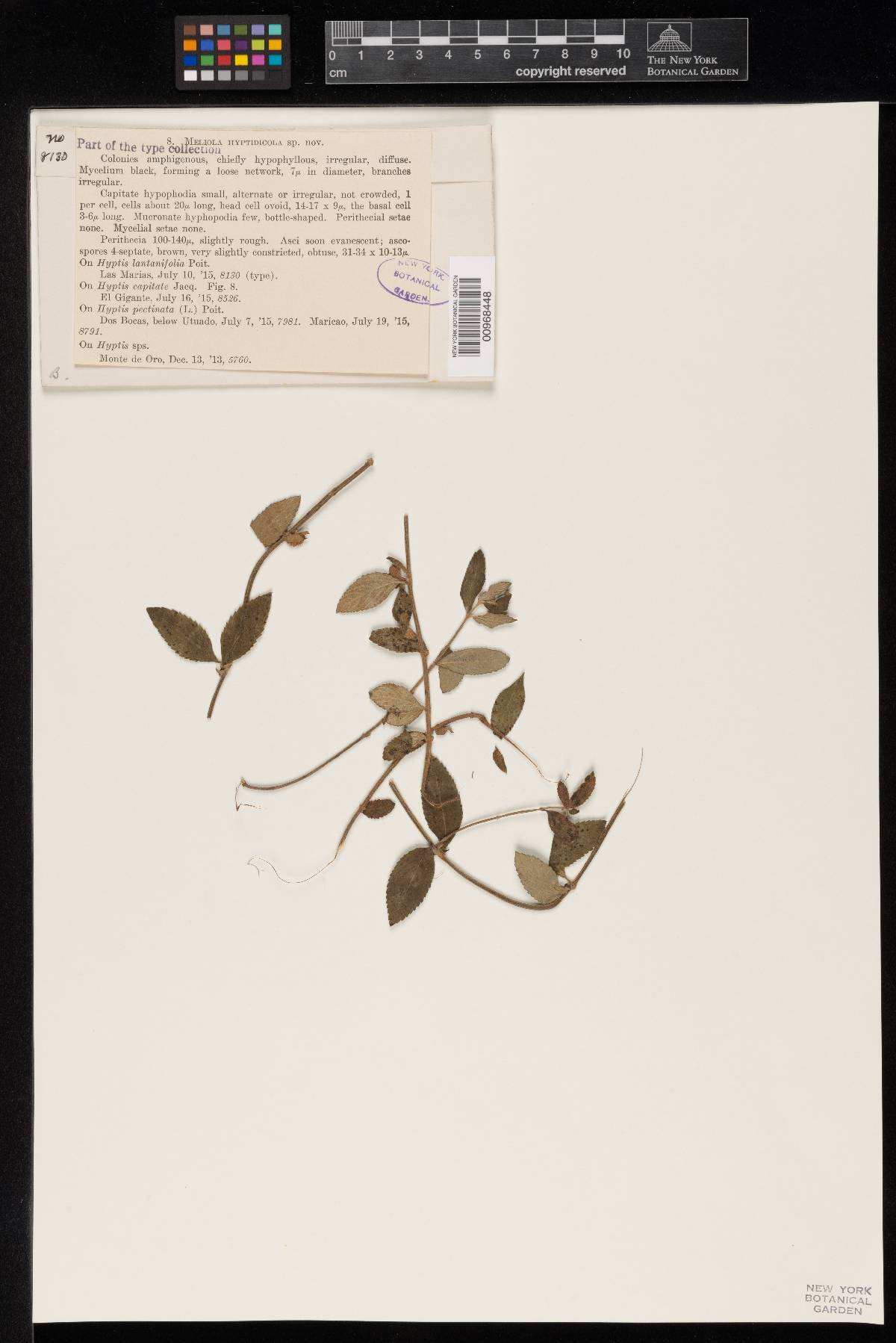 Meliola hyptidicola image