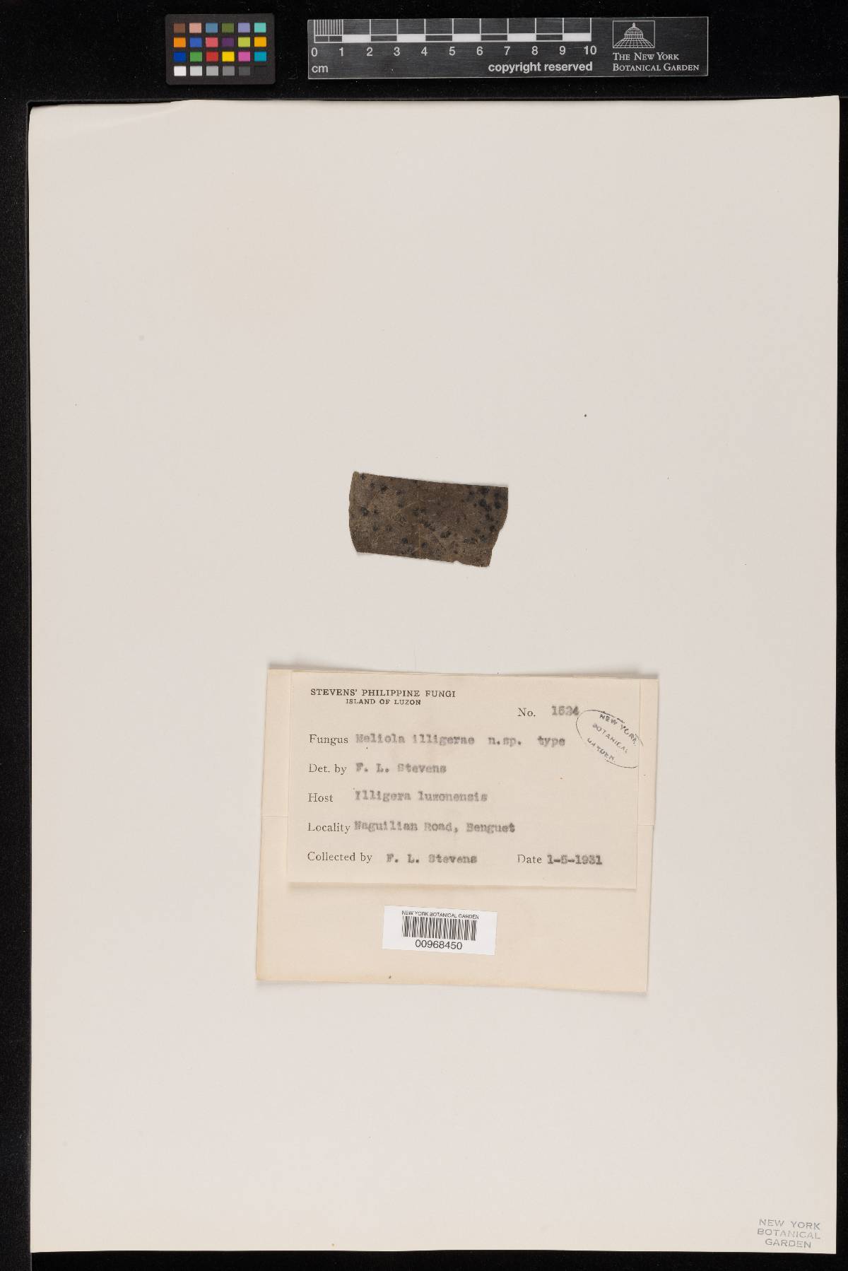 Meliola illigerae image