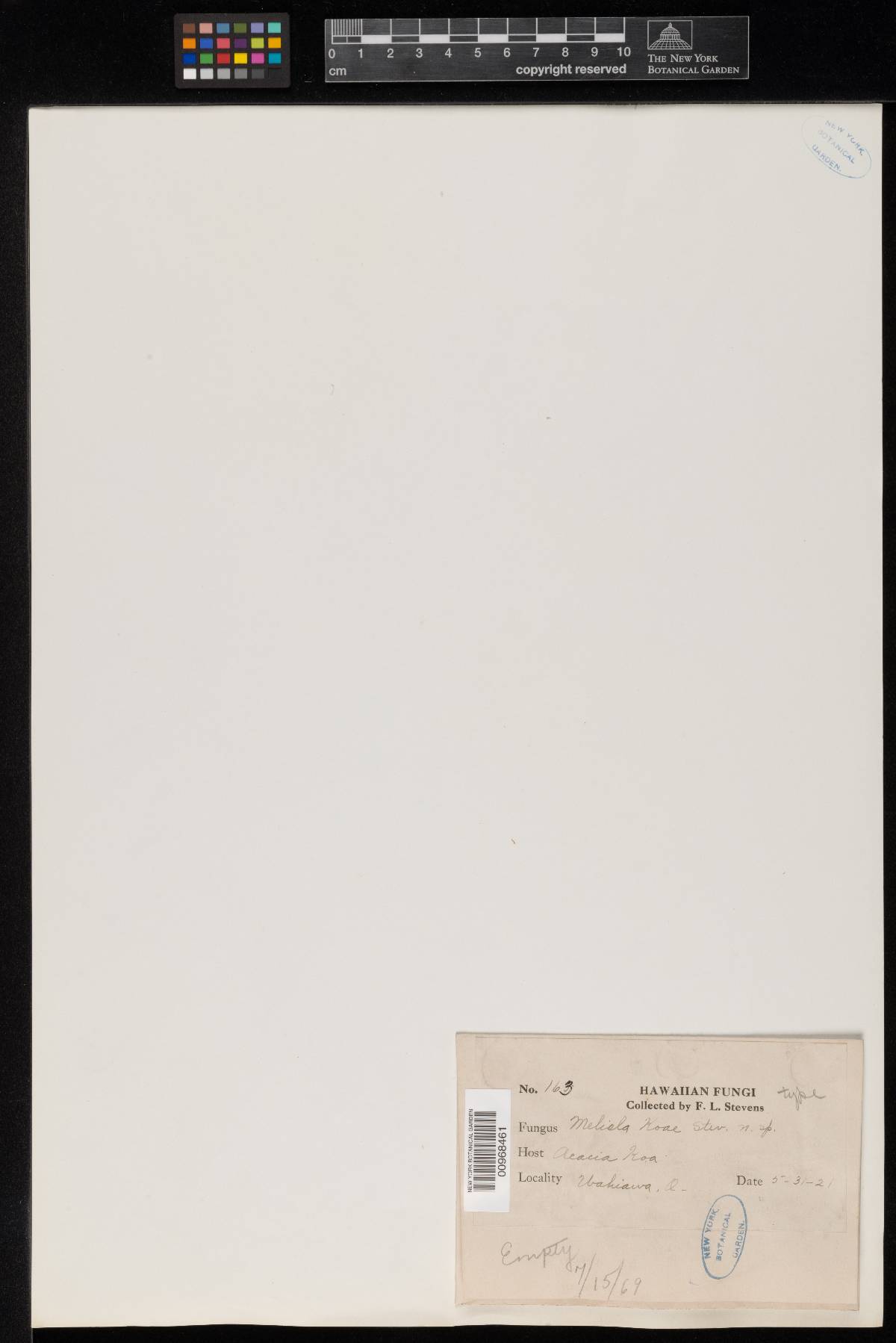 Meliola koae image