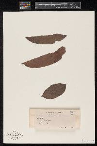 Meliola euphorbiae image