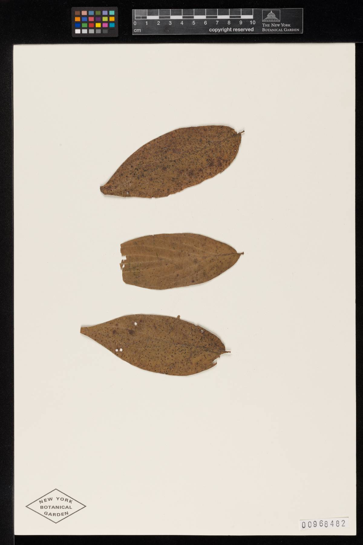 Meliola gaillardiana image