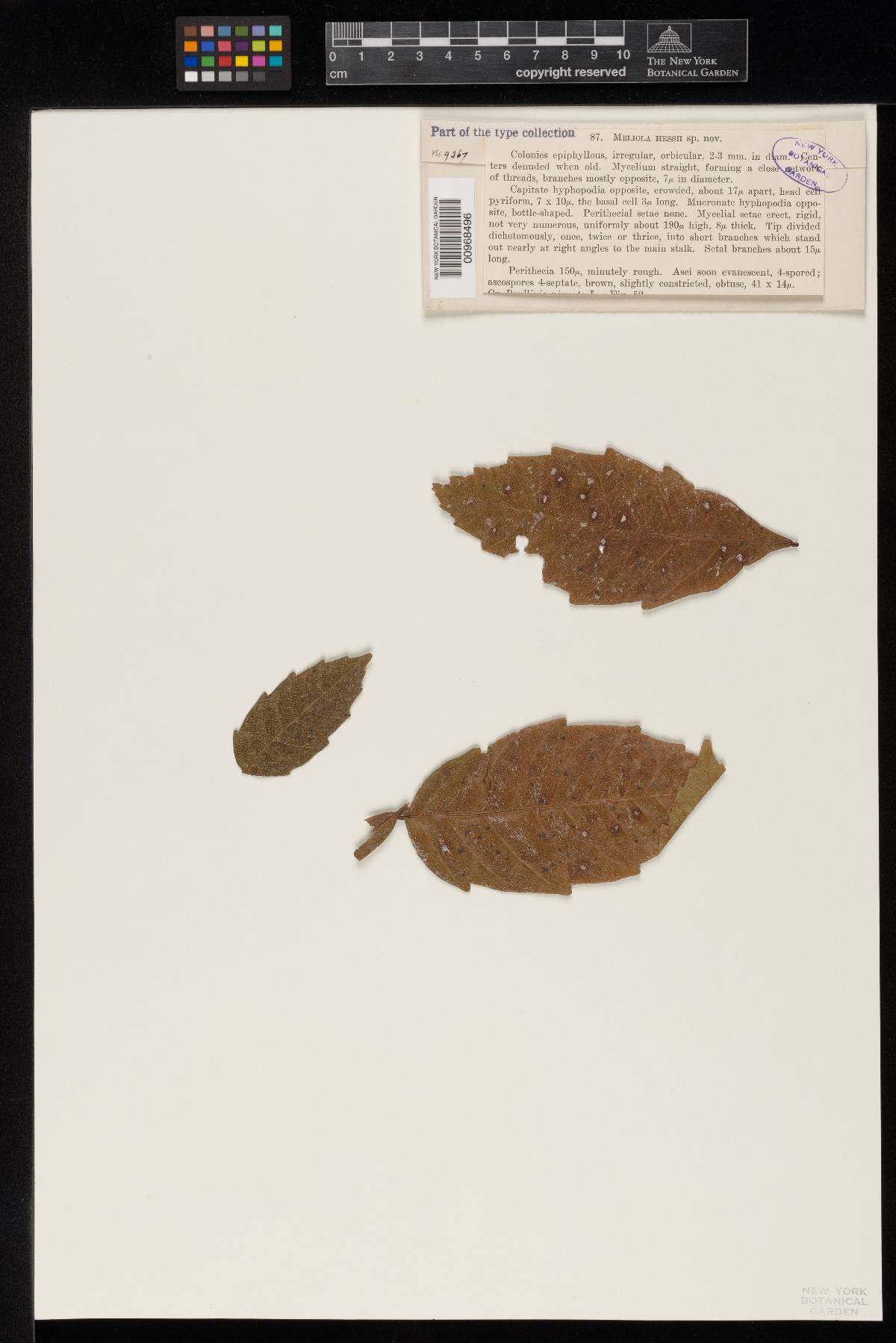Meliola hessii image
