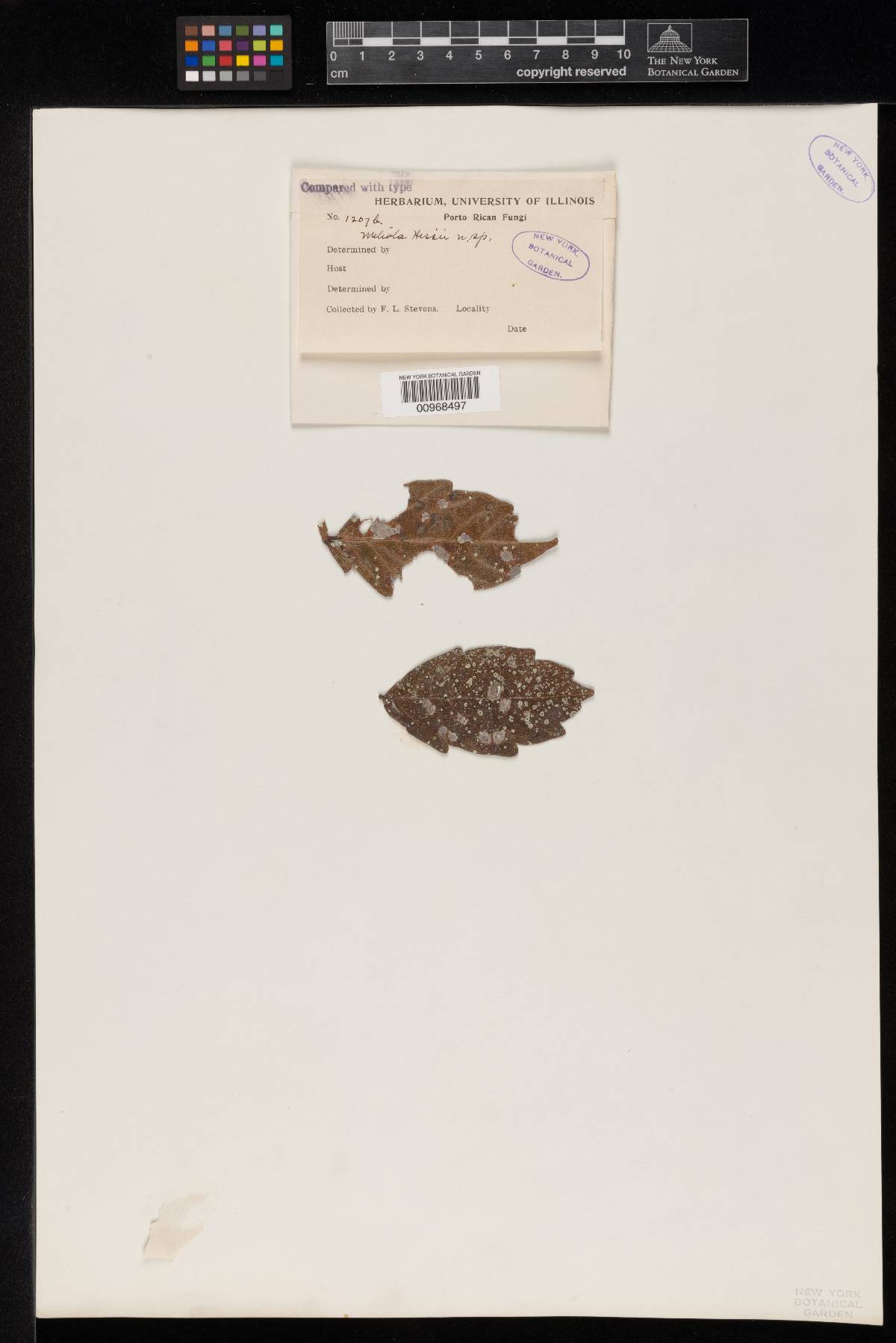 Meliola hessii image