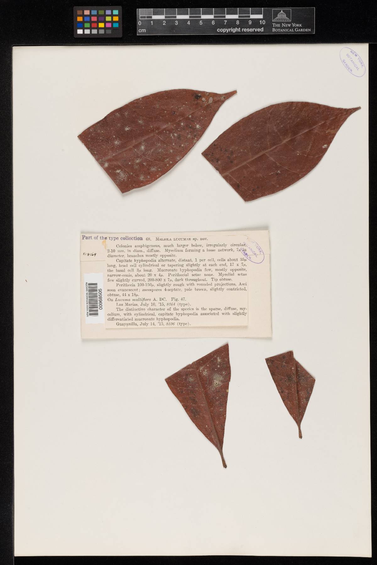 Meliola lucumae image