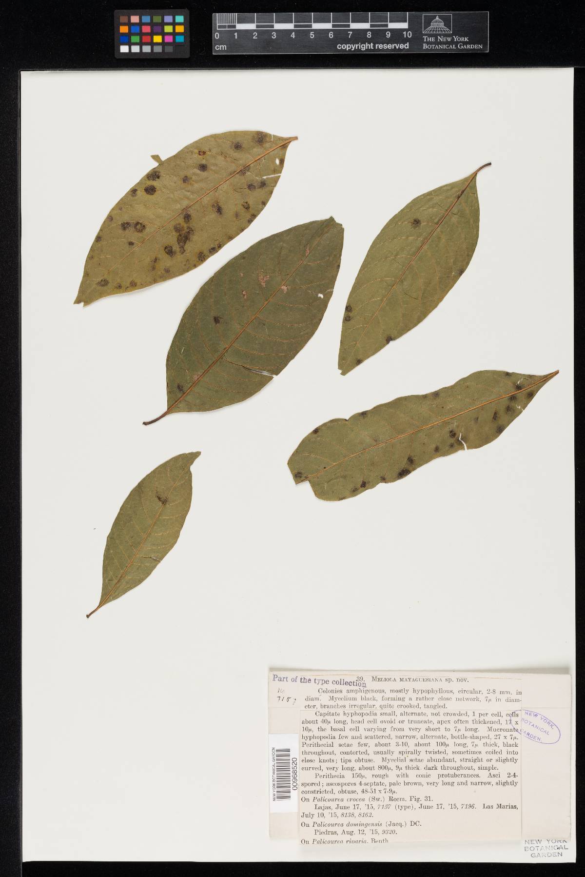 Meliola mayaguesiana image