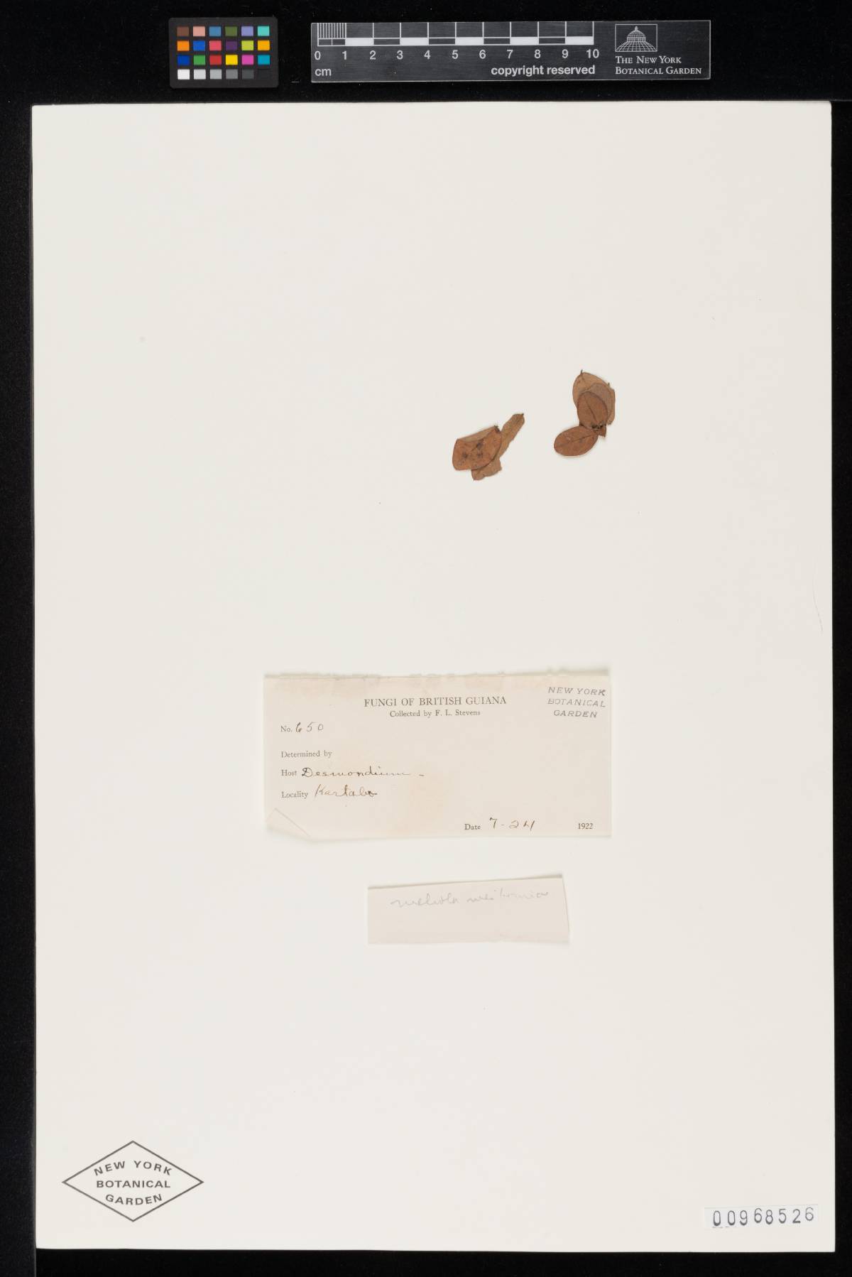 Meliola meibomiae image