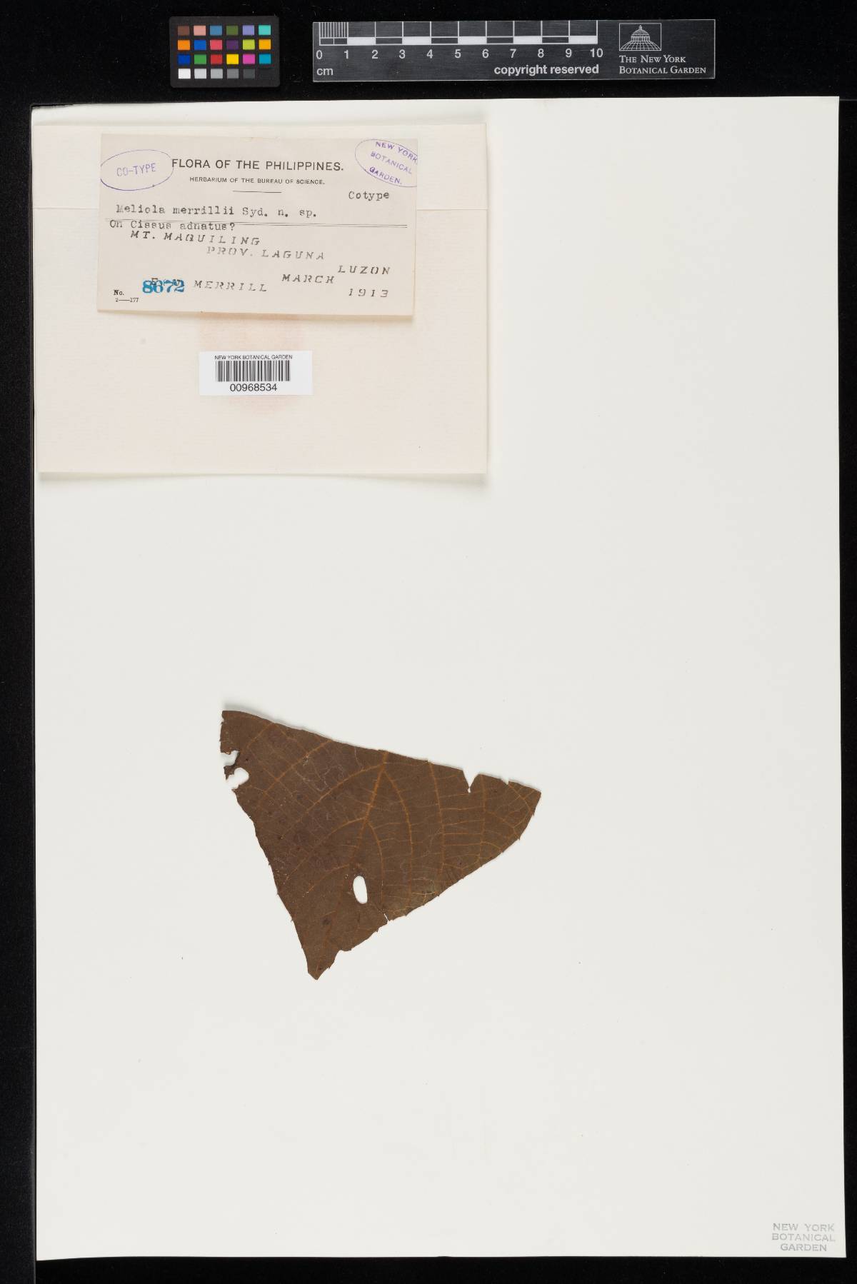 Meliola merrillii image