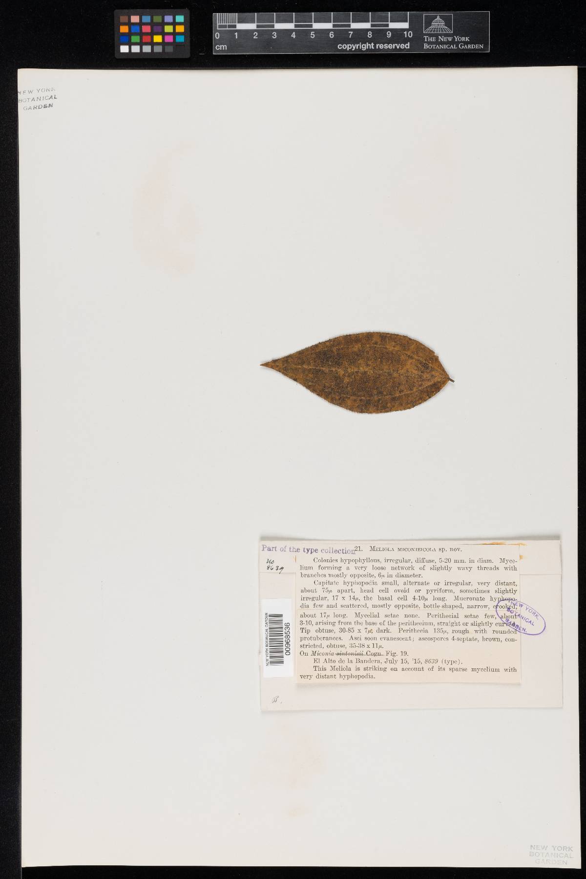 Meliola miconiicola image