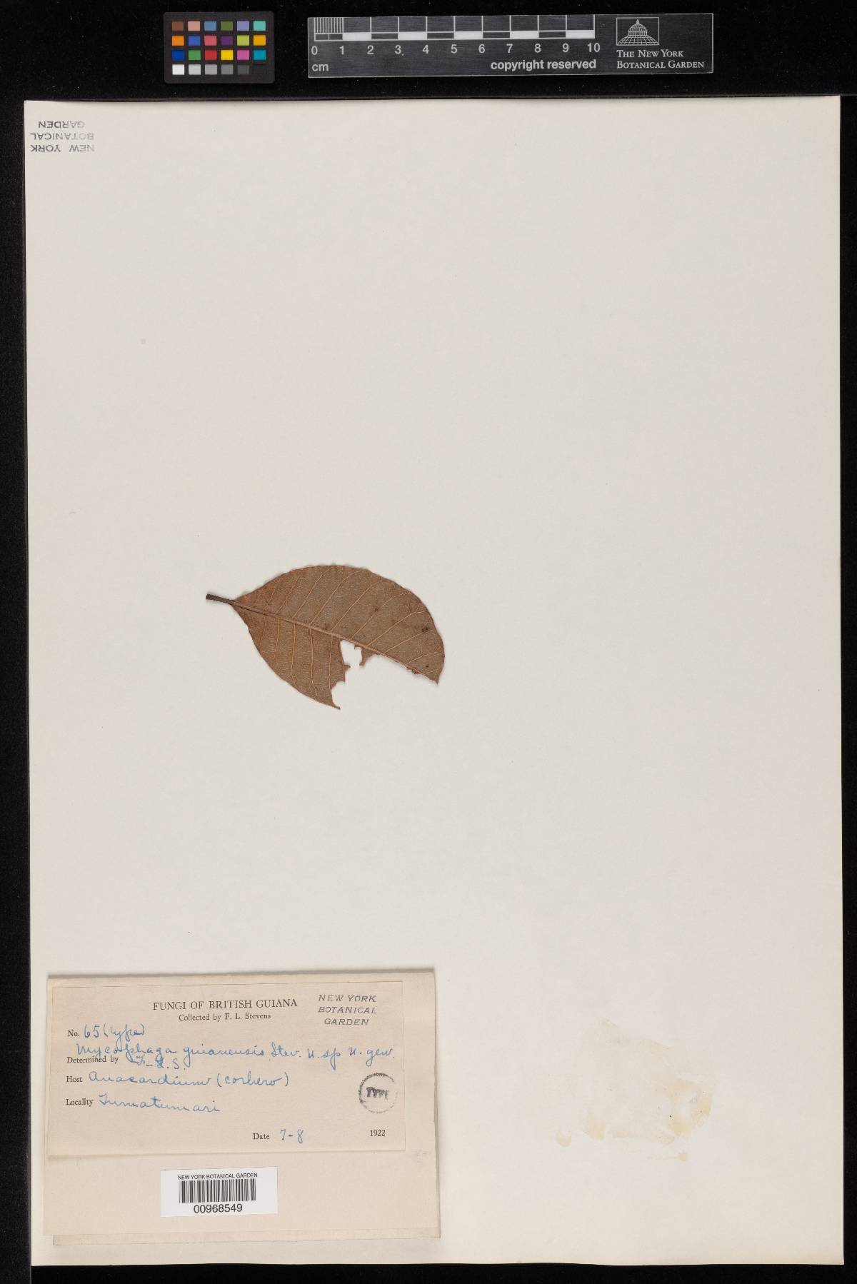 Mycophaga guianensis image