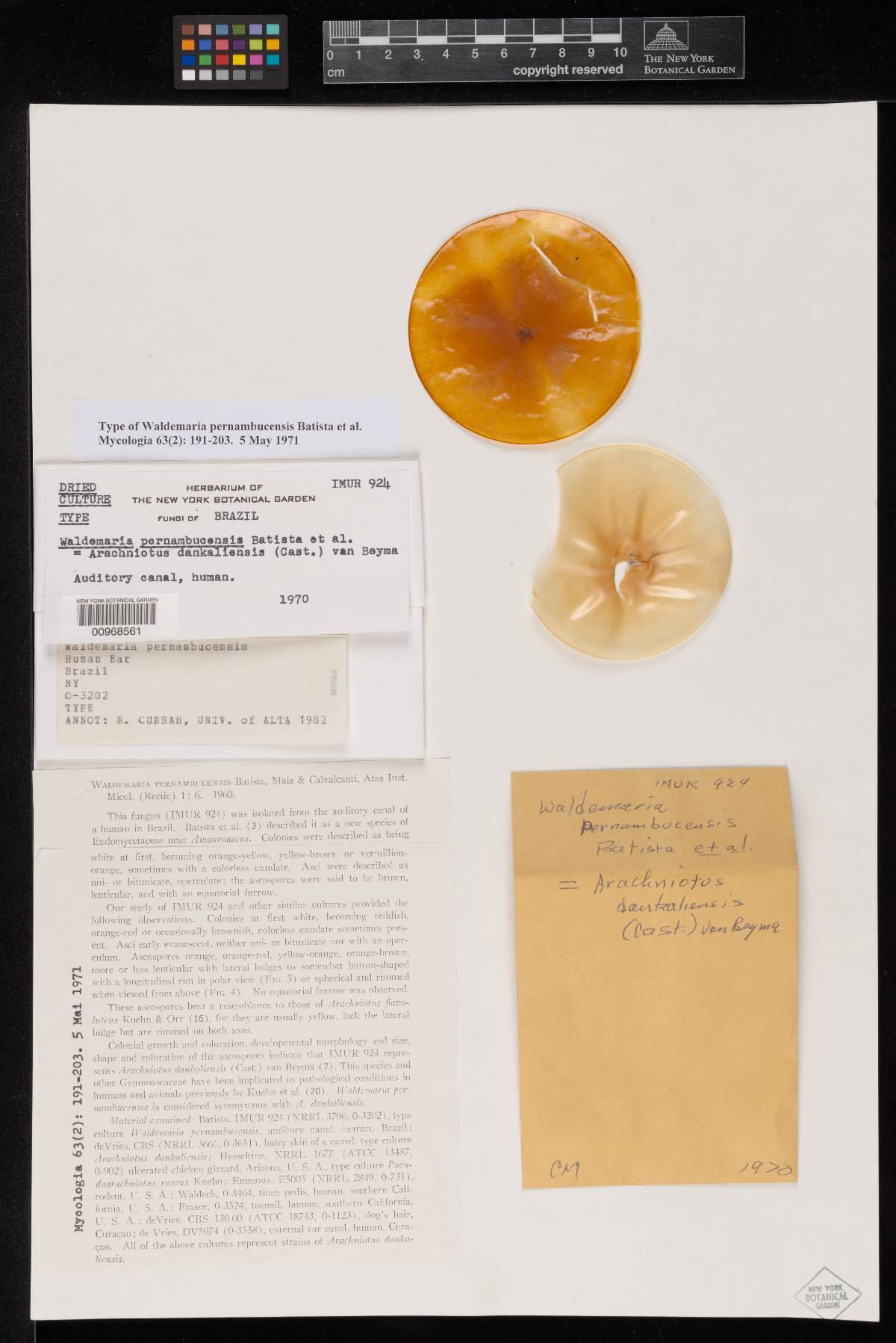 Waldemaria pernambucensis image
