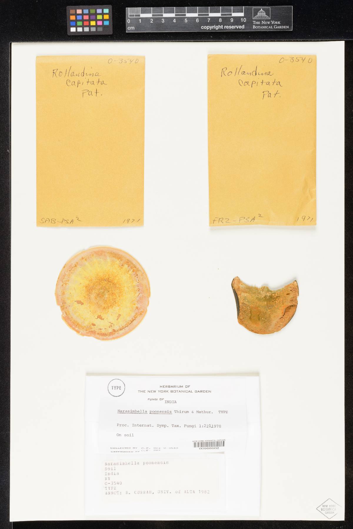 Gymnoascus image