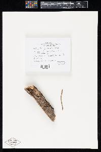 Image of Valetoniella claviornata