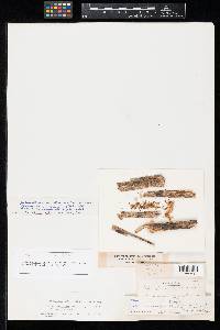 Heterosporium sambuci image