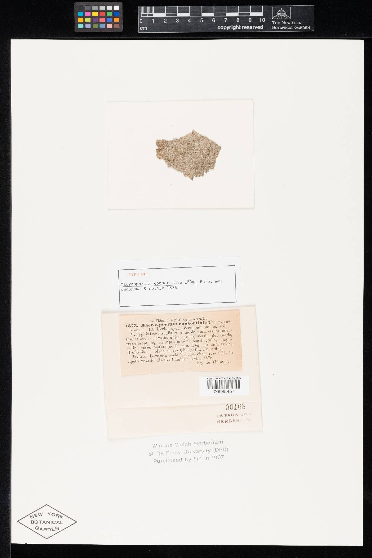 Ulocladium consortiale image