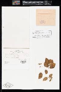 Alternaria solani image