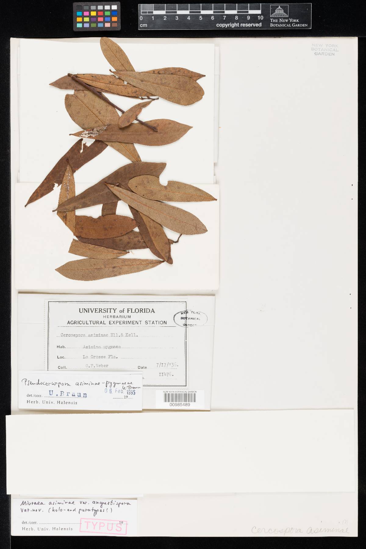 Pseudocercospora asiminae-pygmaeae image