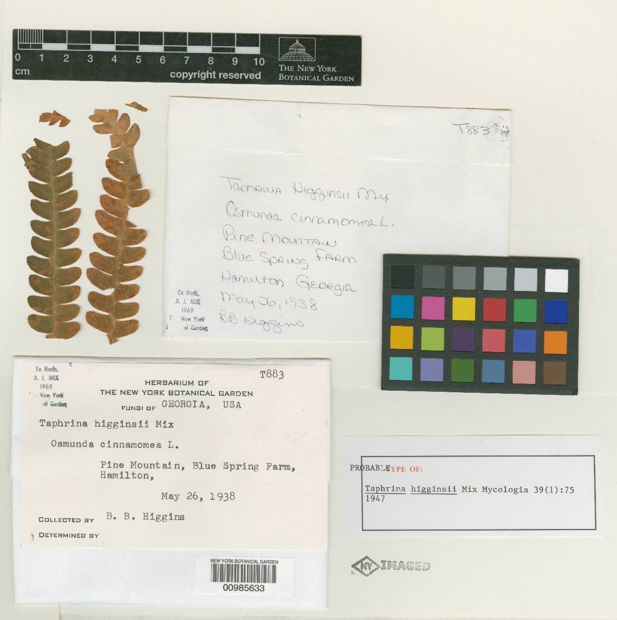 Taphrina higginsii image