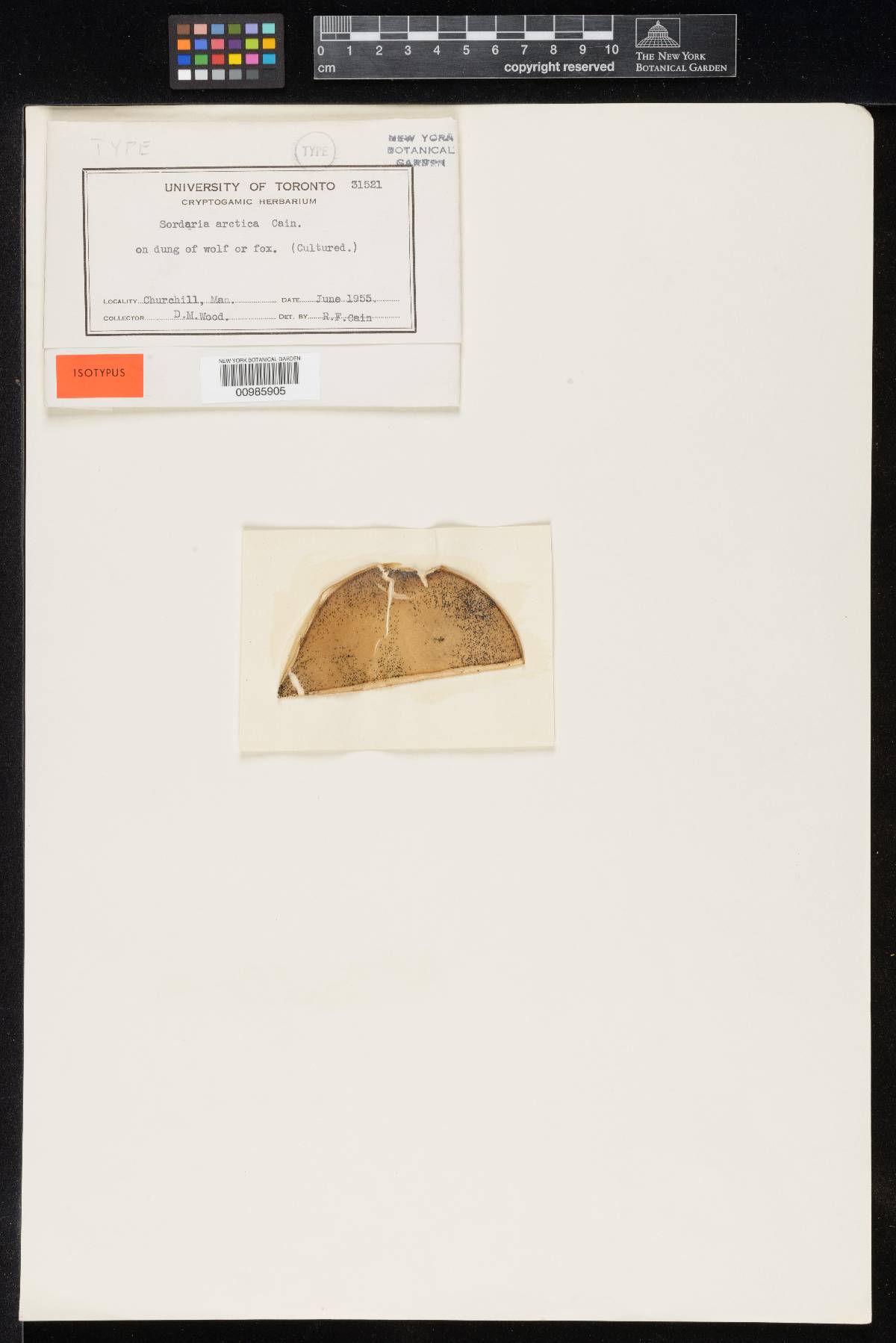 Sordaria arctica image