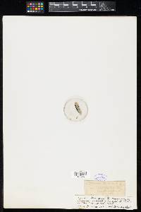 Sphaeria arctostaphyli image