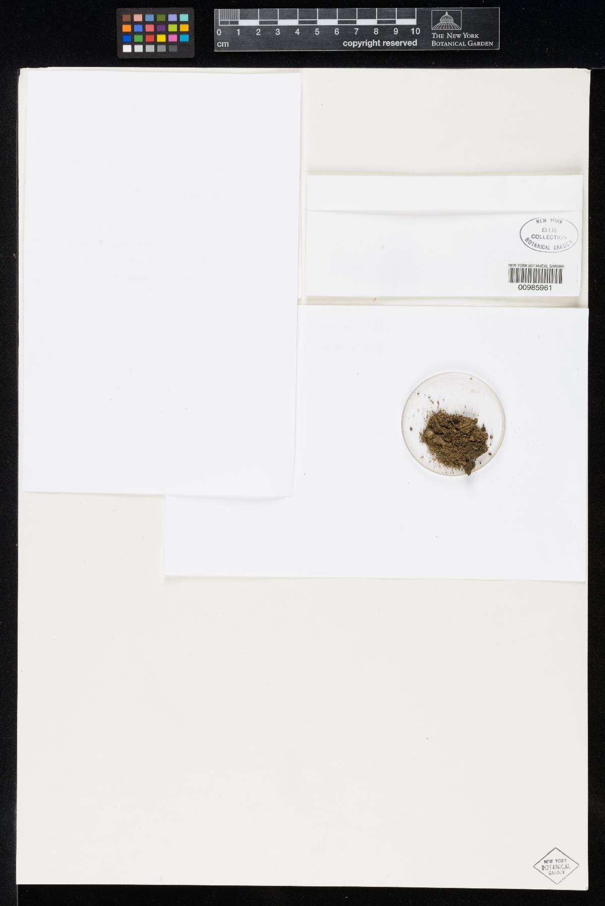 Thaxteriella helicoma image