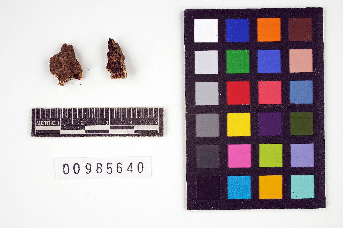 Irpex consors image