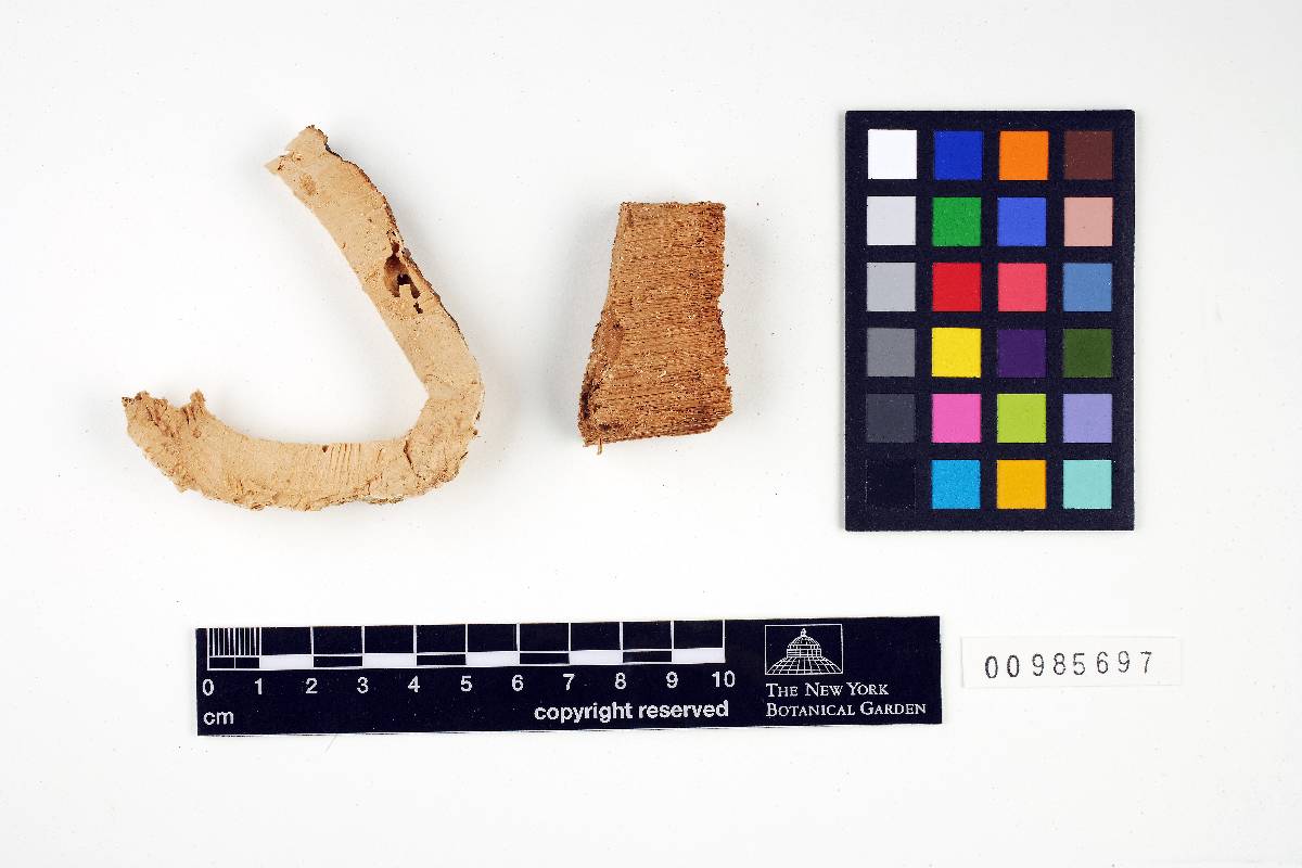 Ganoderma nevadense image