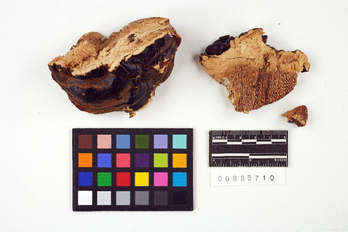Ganoderma sequoiae image