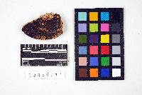 Ganoderma sessile image