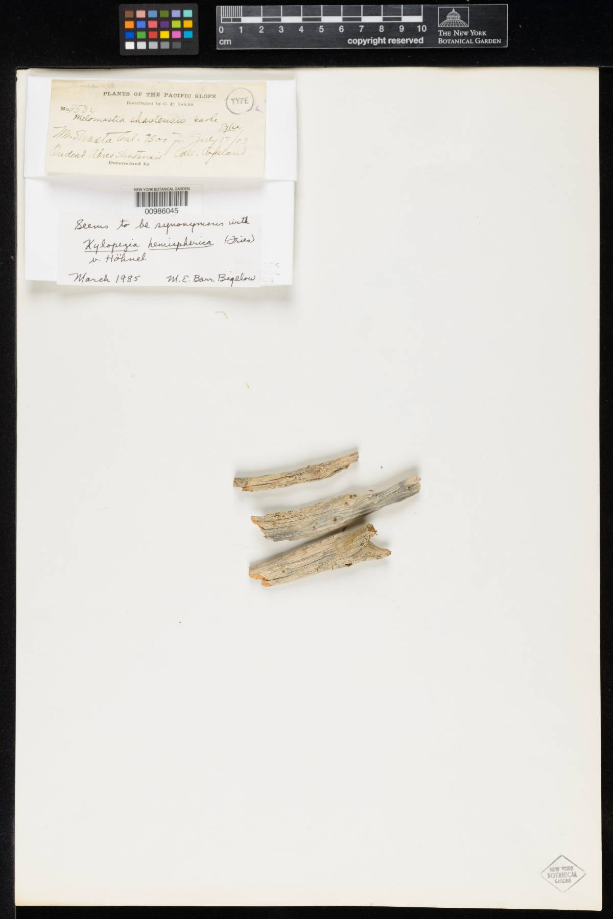 Melomastia shastensis image
