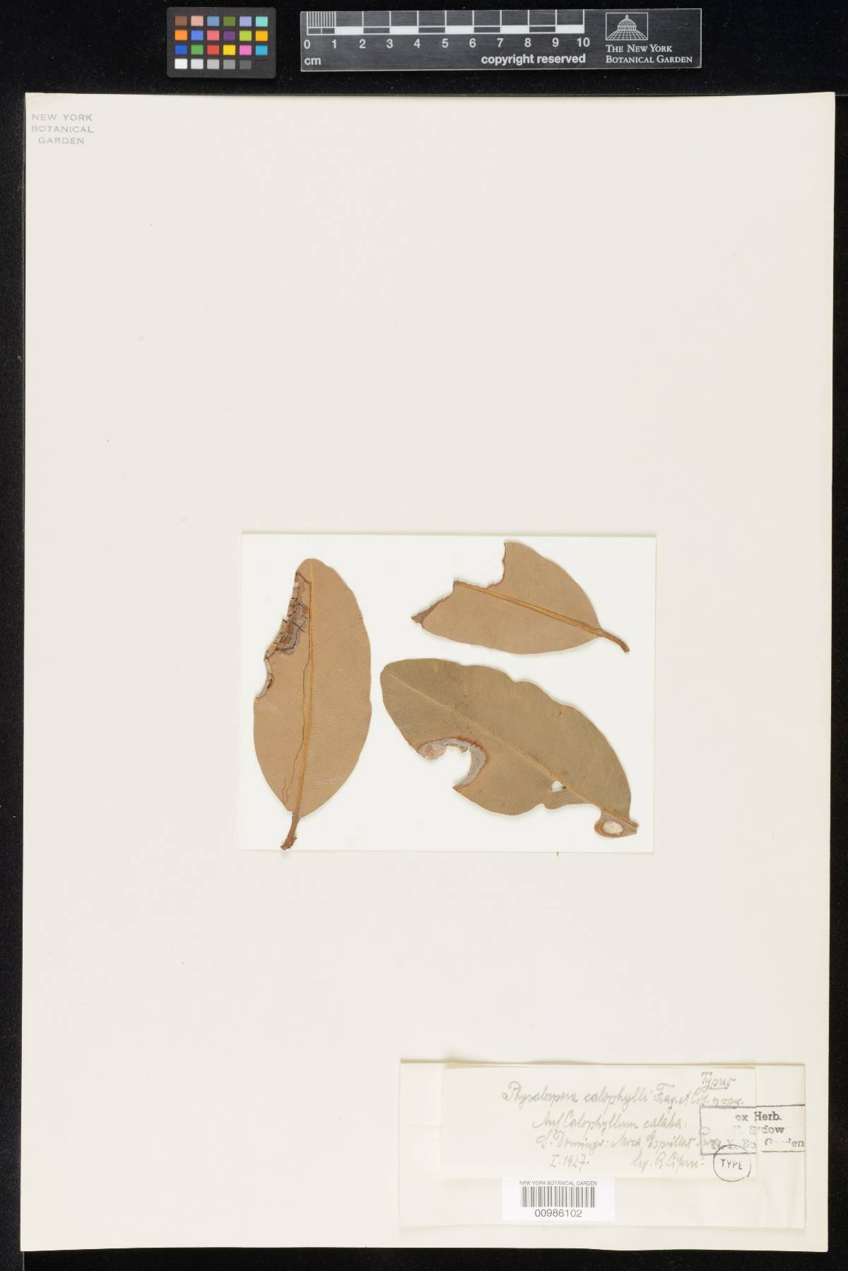 Physalospora calophylli image