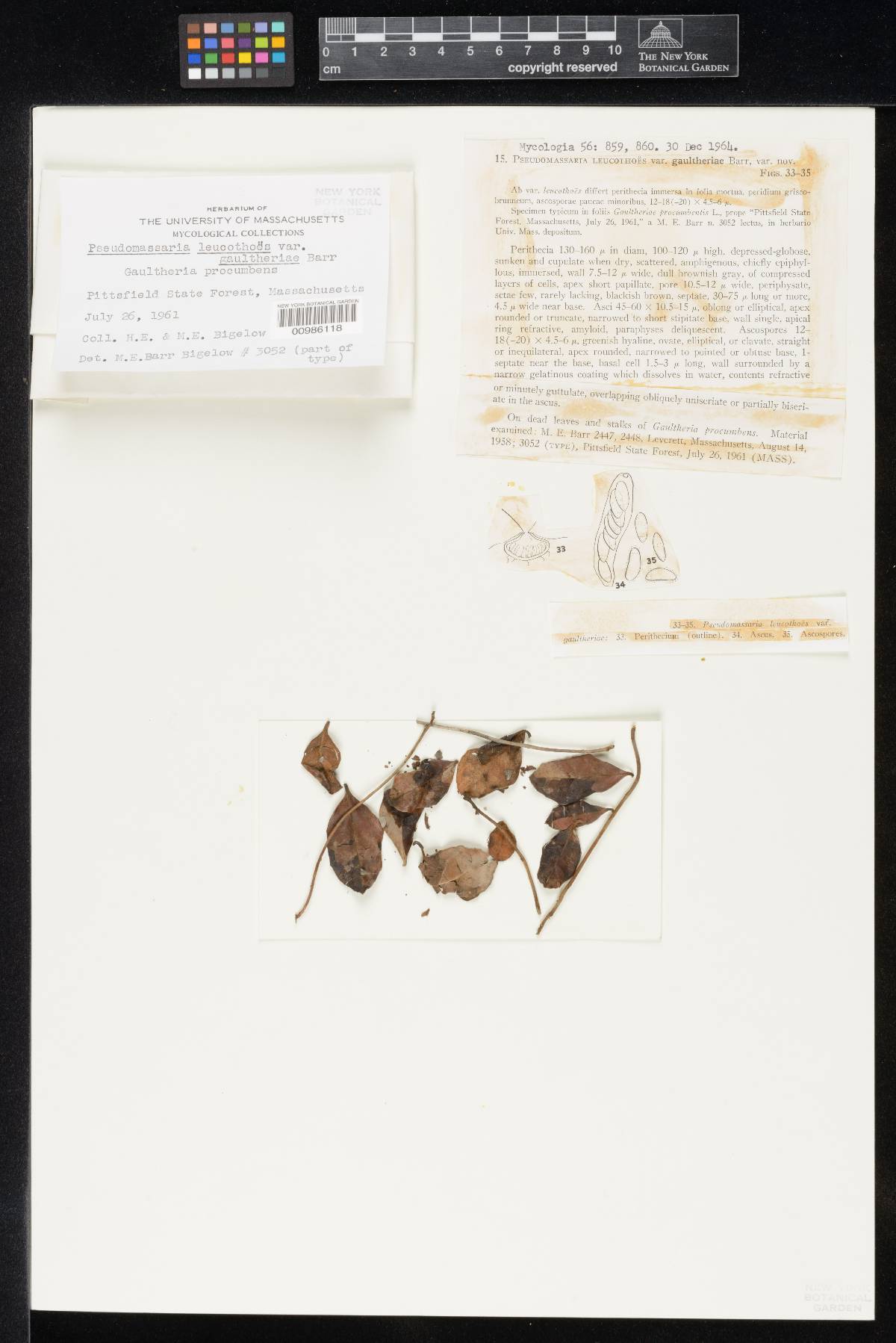 Pseudomassaria leucothoes var. gaultheriae image