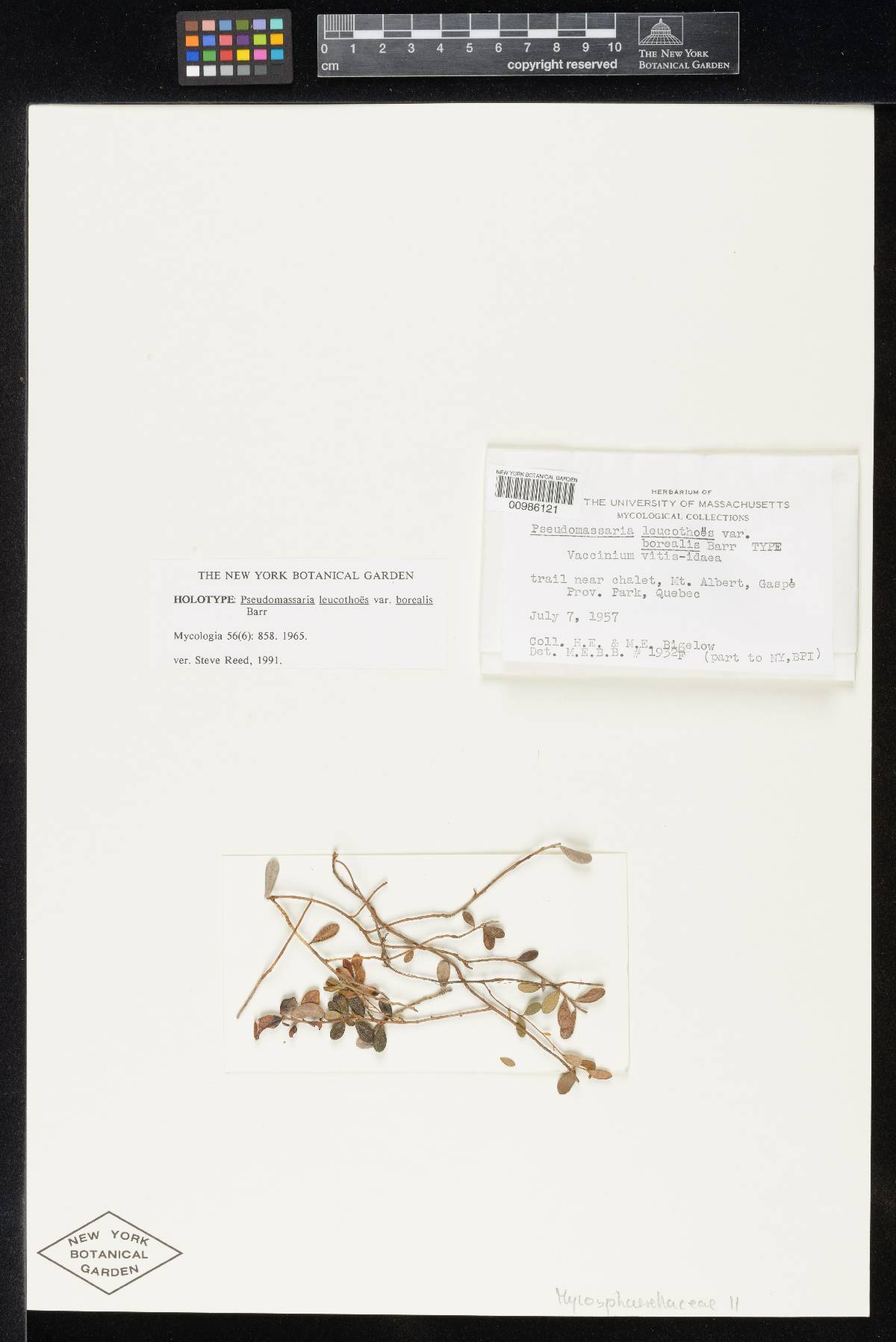 Pseudomassaria leucothoes var. borealis image