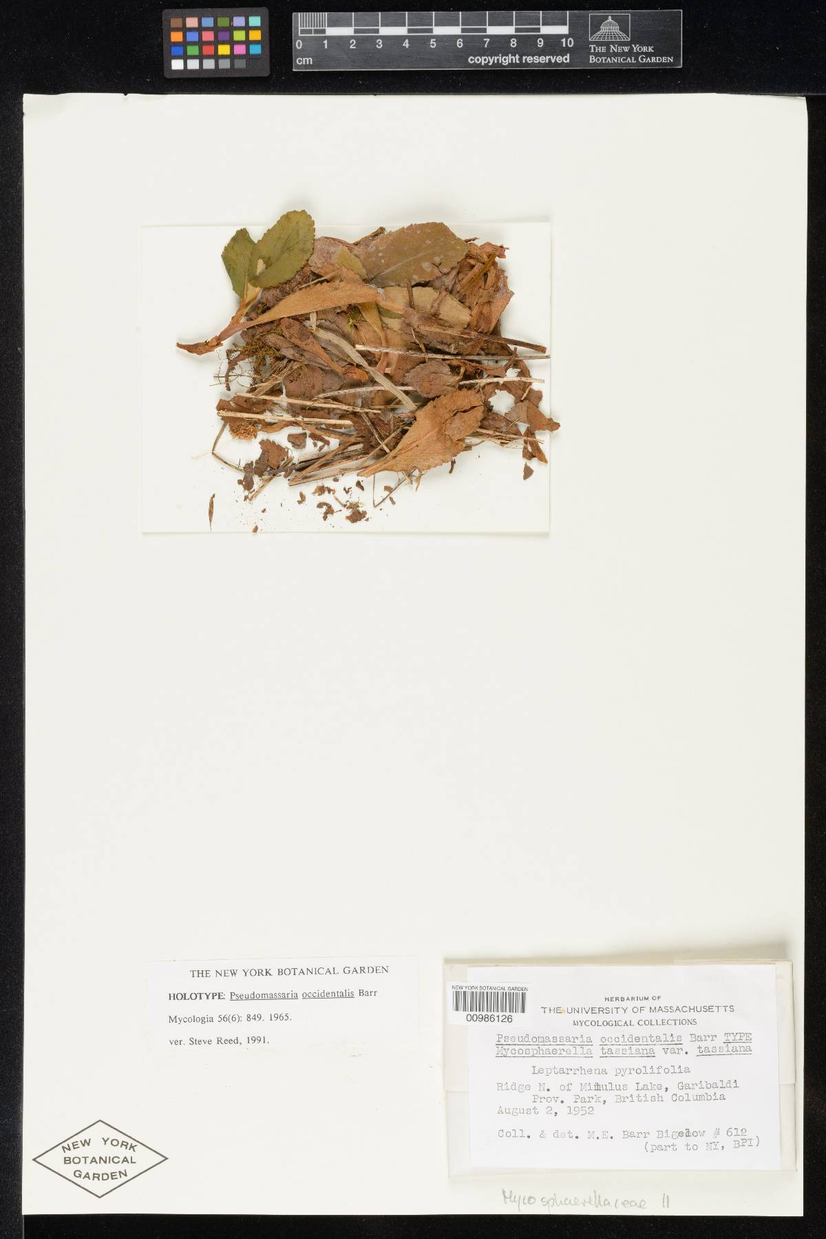 Pseudomassaria occidentalis image