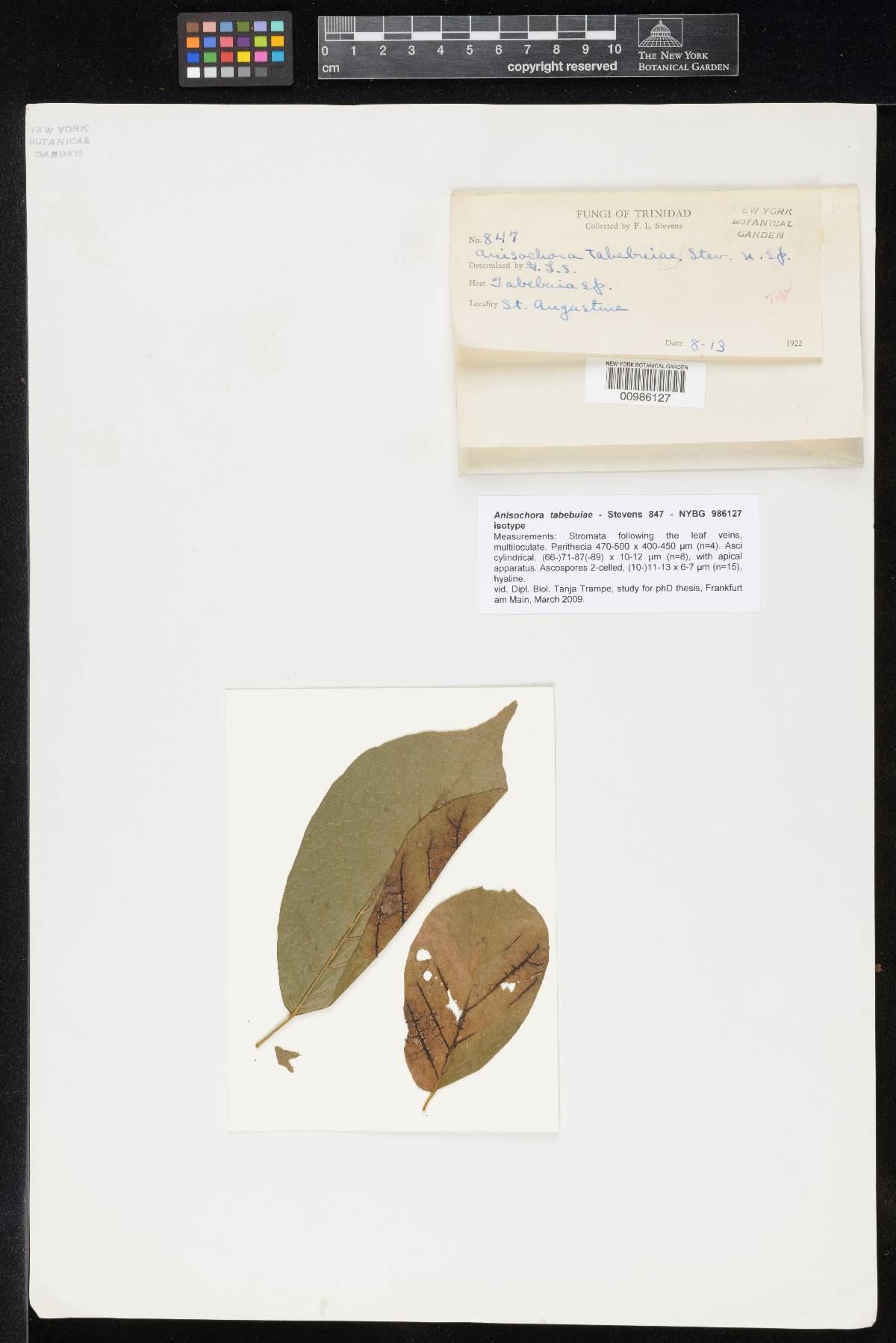 Apiosphaeria image