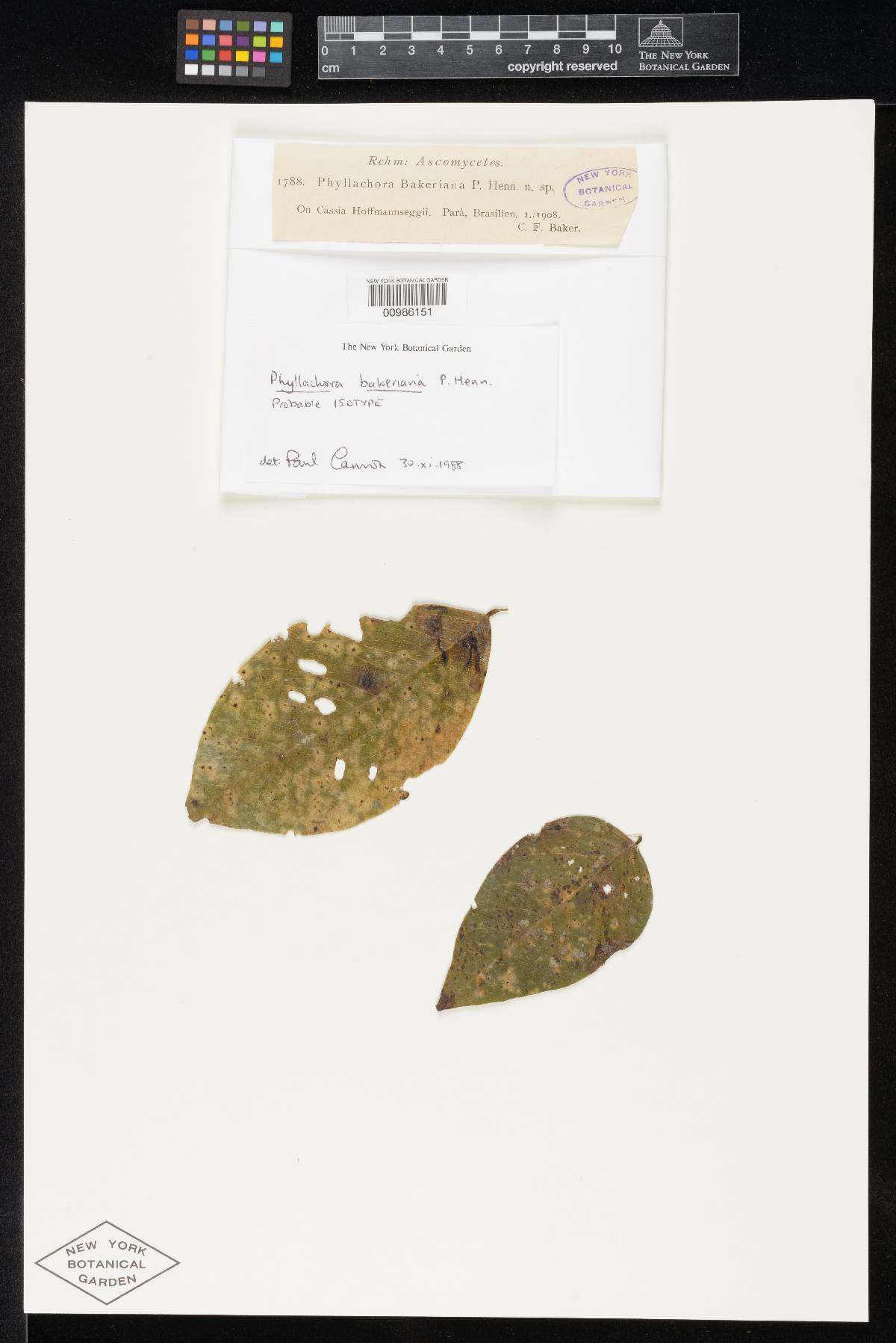 Phyllachora bakeriana image
