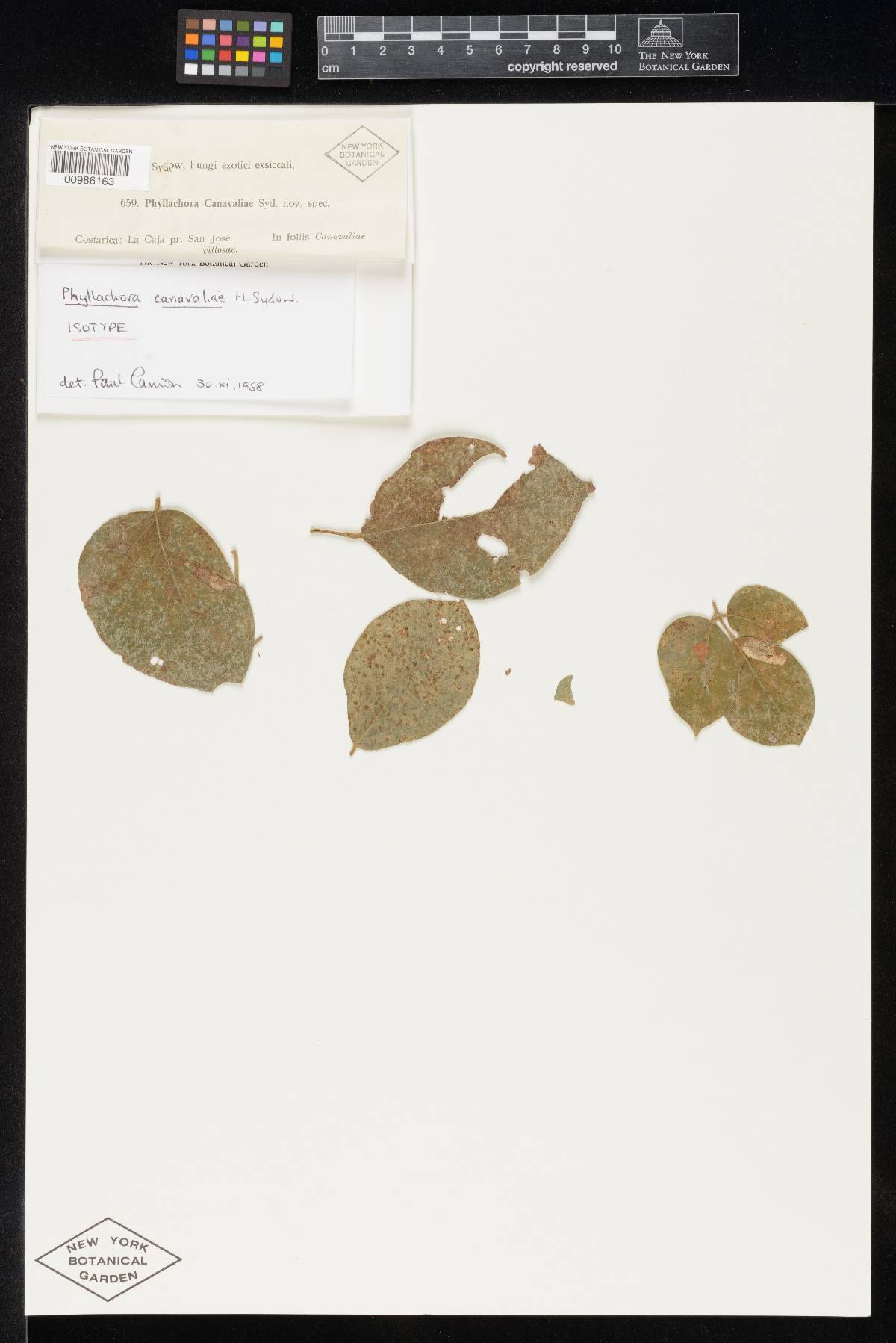 Phyllachora canavaliae image