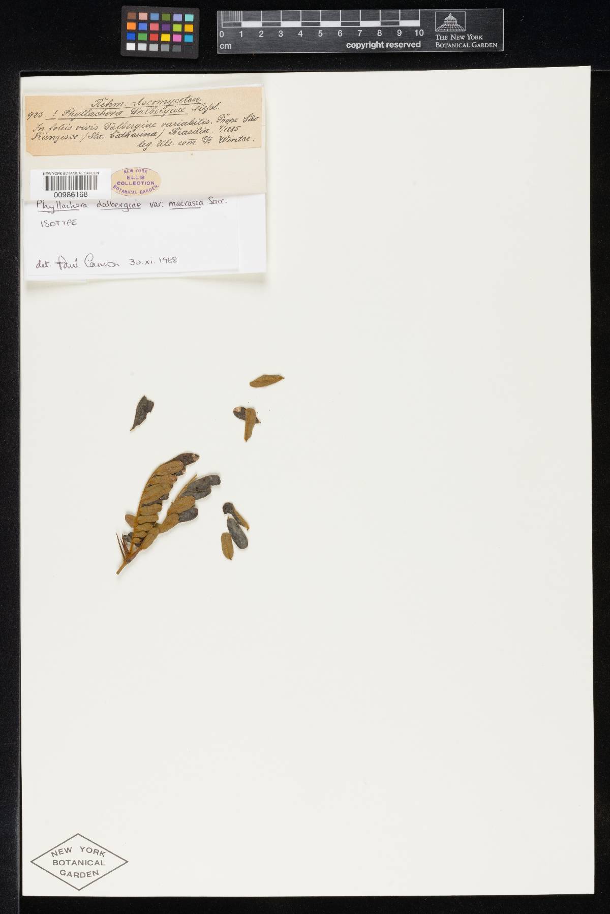 Phyllachora viventis image
