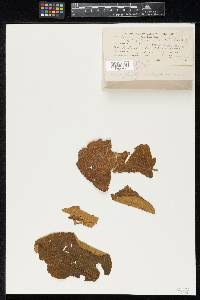 Phyllachora heterotrichi image