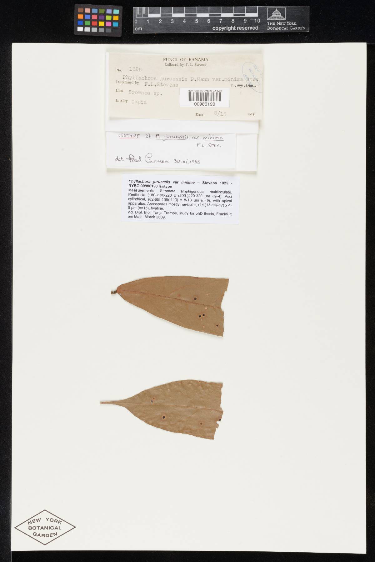 Phyllachora copeyensis image